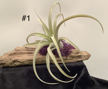 Load image into Gallery viewer, Air Plant Decoration
