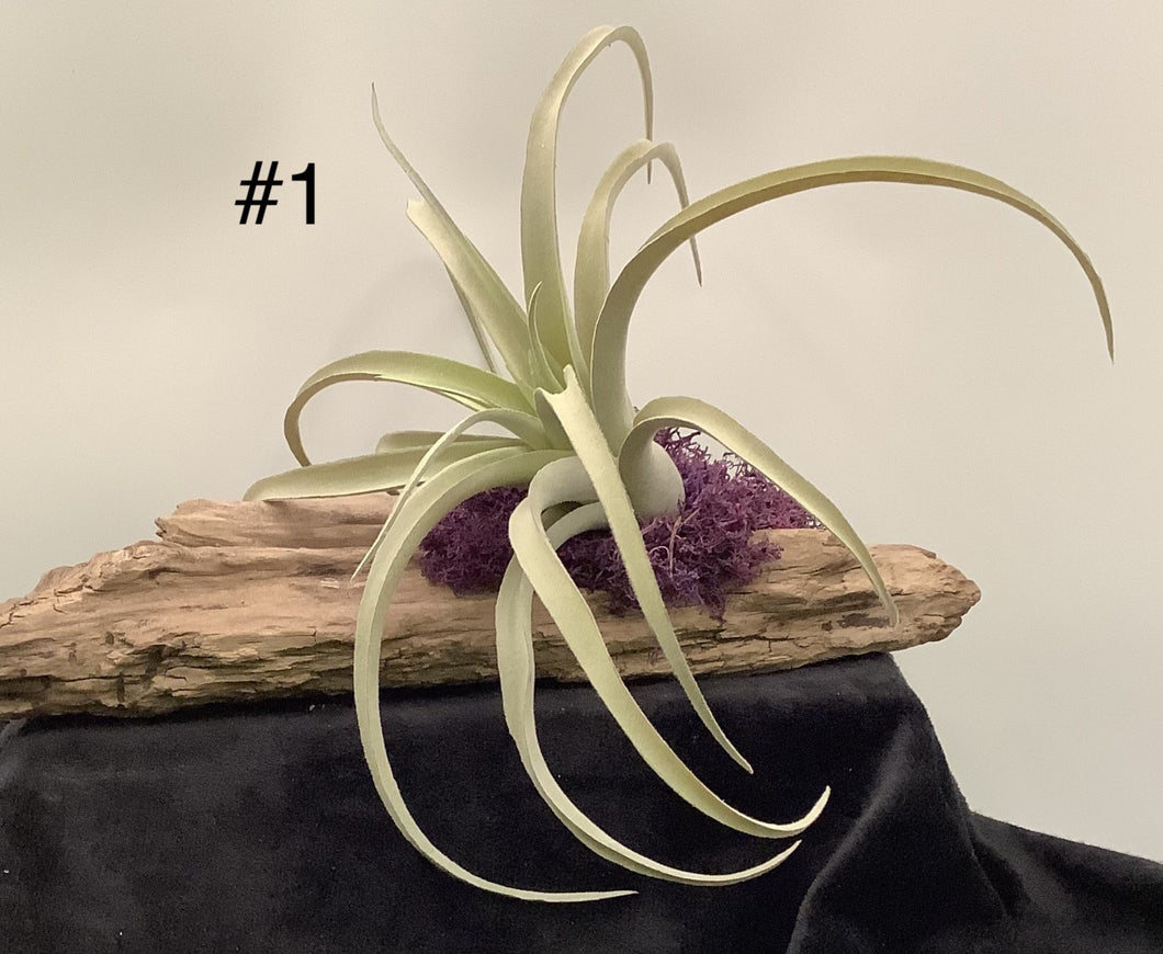 Air Plant Decoration
