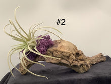 Load image into Gallery viewer, Air Plant Decoration
