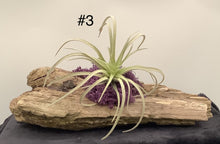 Load image into Gallery viewer, Air Plant Decoration
