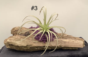 Air Plant Decoration