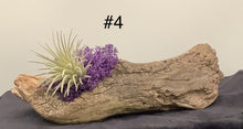 Load image into Gallery viewer, Air Plant Decoration
